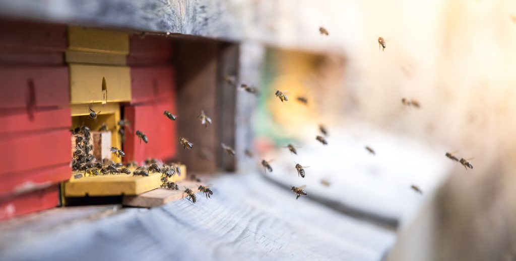 pesticides et abeilles