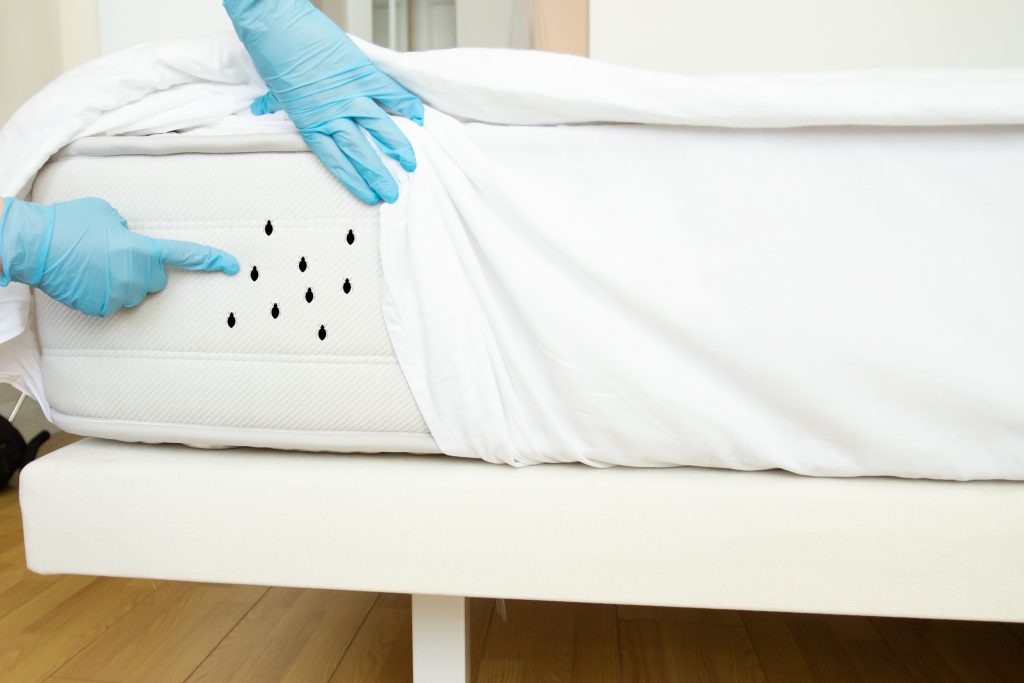 punaises de lit : infestations, traitements